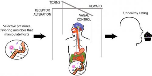Science Daily: Do Gut Bacteria Rule Our Minds?