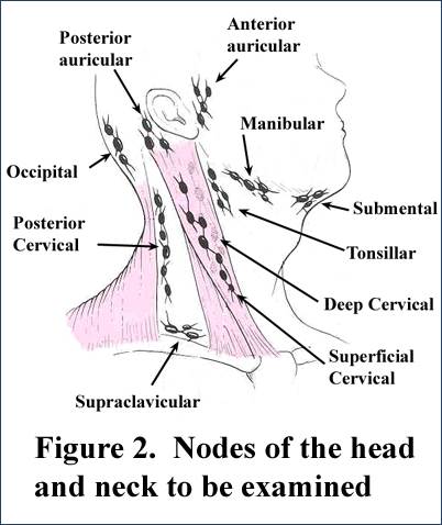 Nodes-of-Head-and-Neck